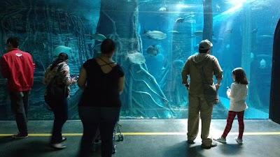 Photos of Aquarium Medellin