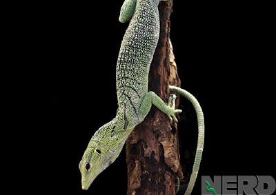 New England Reptile Distributors - NERD