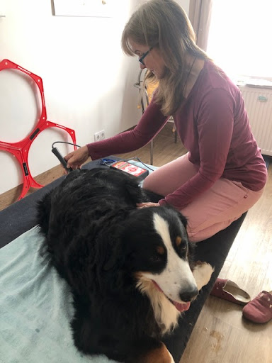 Barnaby's Home - Hunde-Physiotherapie in Wehrheim - Thumbnail