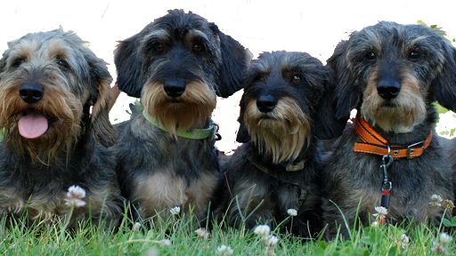 Clínica Veterinaria La Campiña