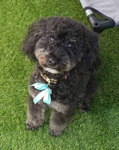 Wello's Grooming Paradise