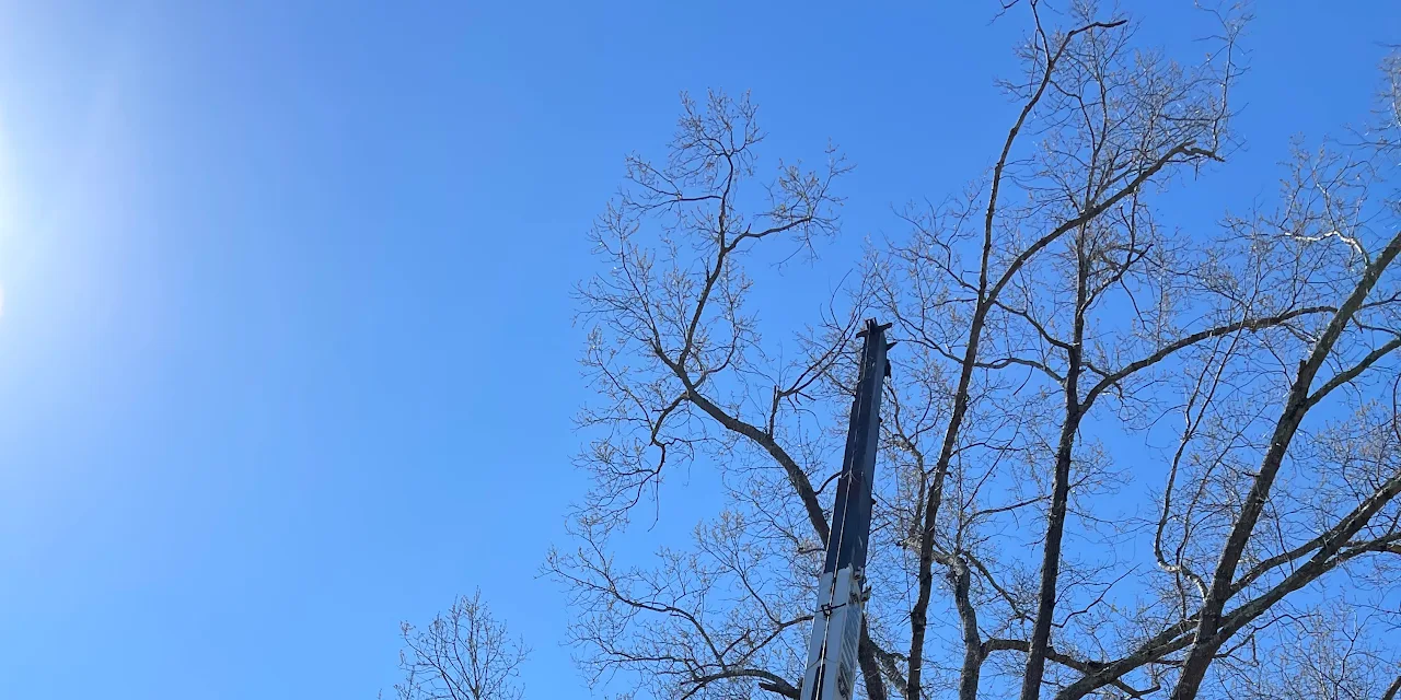 Guzman Tree Service