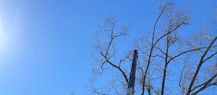 Guzman Tree Service