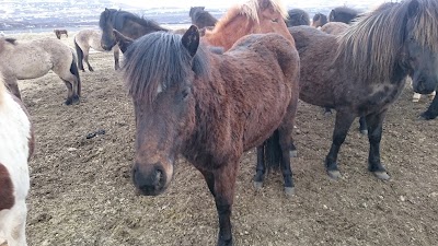 Photos of St&oacute;ri-Bakki