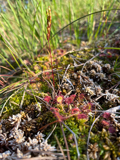 Maderna Vindskydd Gallery - Sweden