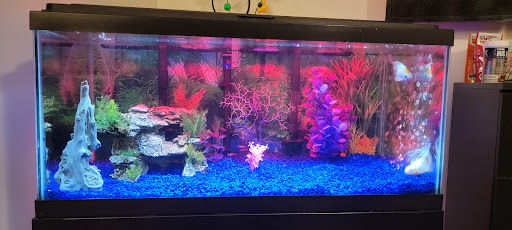 Awesome Aquatics - Visual