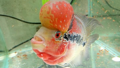 Photos of Adam Aquarium