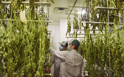 Photo of Texas Original | Medical Marijuana