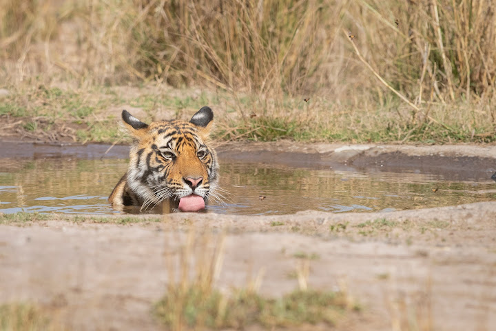 Tree House Hideaway - Bandhavgarh National Park by null