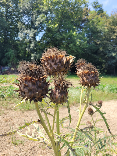 Jardins du Gabizos - Thumbnail