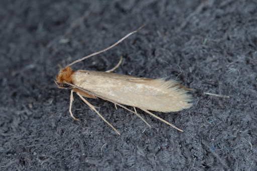MothKillers.co.uk: Central London Moth Specialist. - Thumbnail