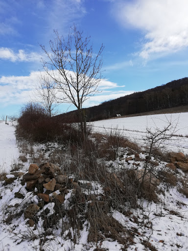Rohrköppel - Visual