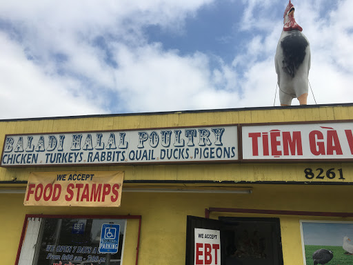 Baladi Poultry - Thumbnail