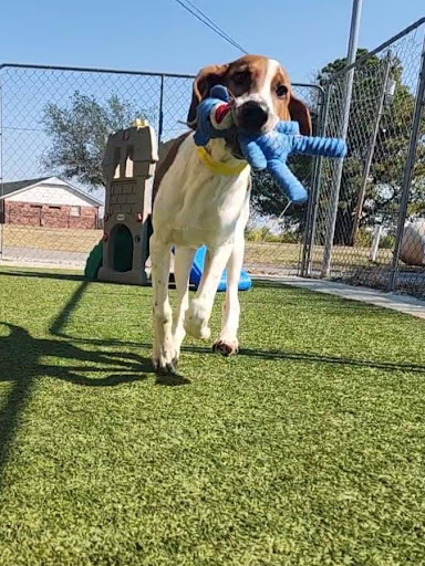 Broken Arrow Pet Resort & Spa - Thumbnail