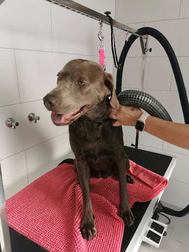 Hundesalon Marlies Dog Styling - Thumbnail