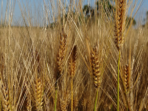 Photo n°9 de La Nouge à Salles-Lavalette (Ferme bio)