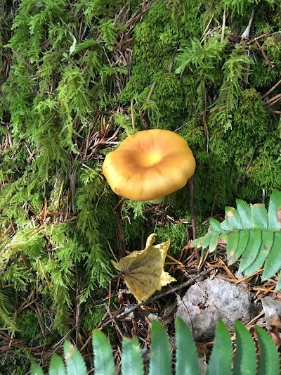 Siuslaw National Forest Supervisor