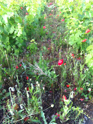 Photo n°6 de Fabien Forest à Lantignié (Vignoble)