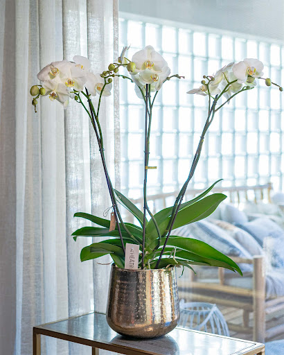 Schouten Flowers & Plants - Thumbnail