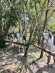 Photo n°7 de VERDON EQUITATION à Les Salles-sur-Verdon (Club d'équitation)