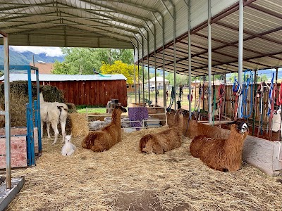 Utah Valley Llamas