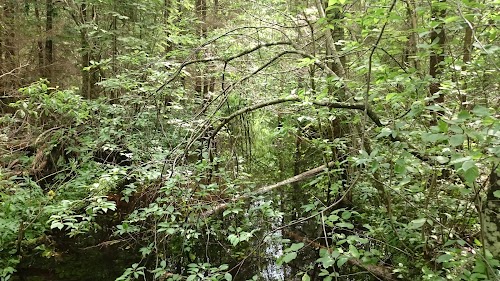 Parika järve matkarada