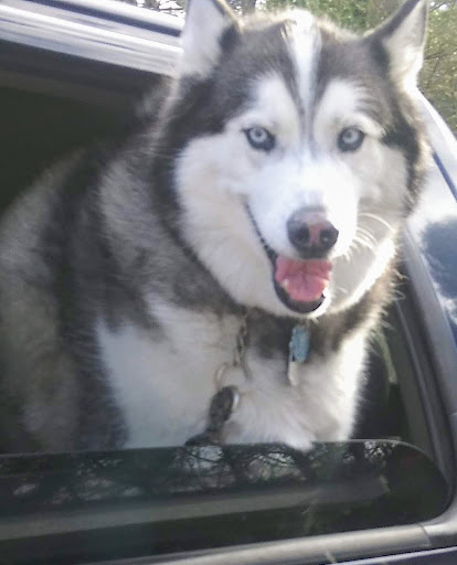 Lakeville Animal Shelter - Thumbnail