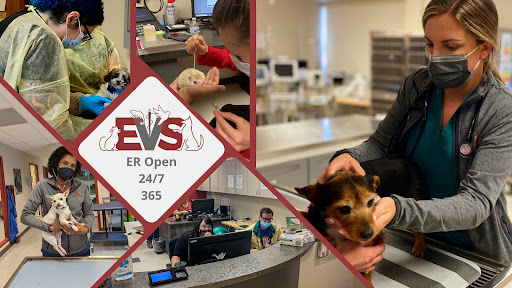Evolution Veterinary Specialists - Visual