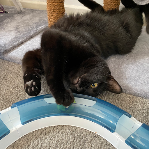 LS Cat Corner - Thumbnail