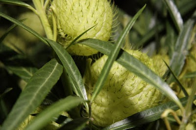 Photos of Exotic Plants