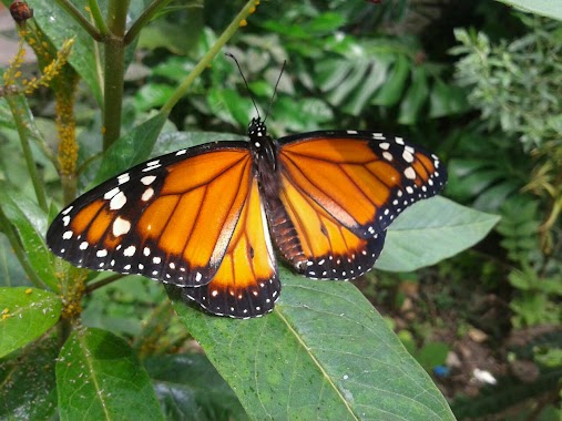 Reserva Natural Urbana de Morón, Author: Enrique Lucio Bollana