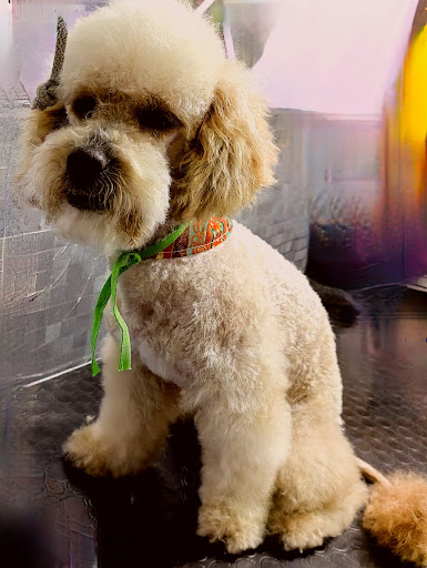 Veterinaria Peek