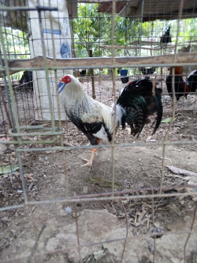 El Amajac - Visual