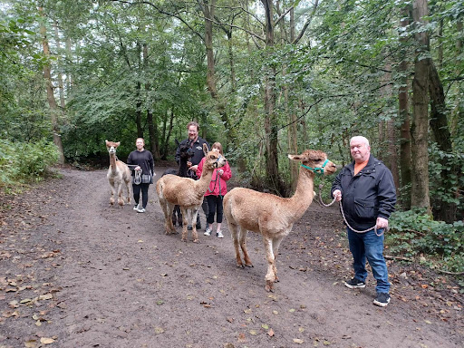 Posey Pacas Alpacas Gallery - United Kingdom
