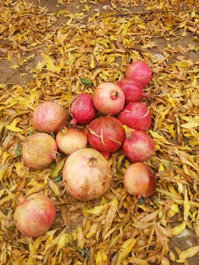 Photos of باغ وتالار پذیرایی کریمی