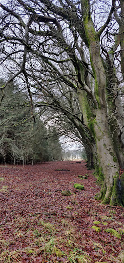 Winnyknowe Woods - Thumbnail