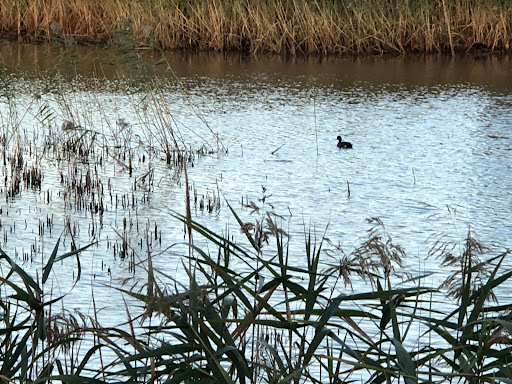 Seaford Wetlands Viewing Platform - Thumbnail