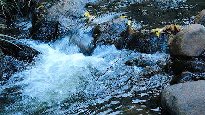 Photos of Nisala - The Forest Sanctuary