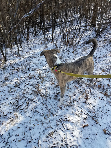 Carroll's Woods - Thumbnail