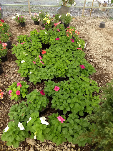Plantas Y Jardines De Zapotlán - Thumbnail