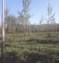 Photo n°10 de GUY PIROIRD ET FILS à Villette-de-Vienne (Magasin de bois de chauffage)