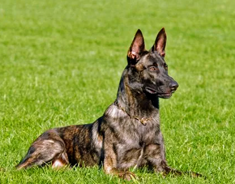 Trinity Pet Clinic