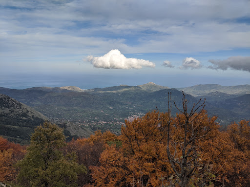 Agrifogli giganti - Thumbnail