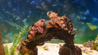 Photos of 화진포해양박물관