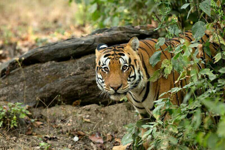 Kanha Safari Booking by null