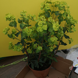 Photo n°15 de Ets FRAMEZELLE. Détaillant en fleurs à Marquise (Magasin)