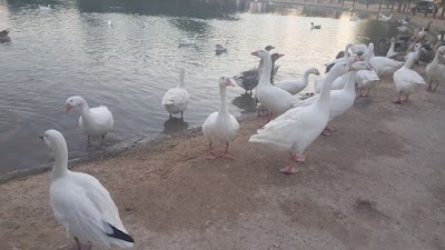 Photos of Al Qudra Oasis