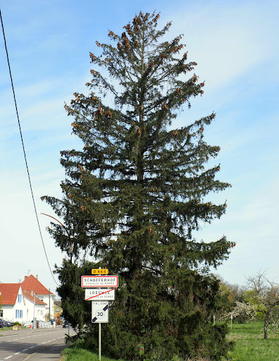 Schaeferhof - Visual