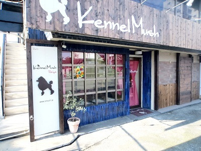 トイプードル専門ブリーダー・ケンネルマッシュ 大阪府松原市