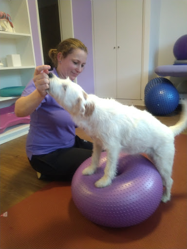 Hundephysiotherapie Jenny Keller - Thumbnail